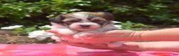 Teddy Bear dogs for sale: Monkey - Ad 2