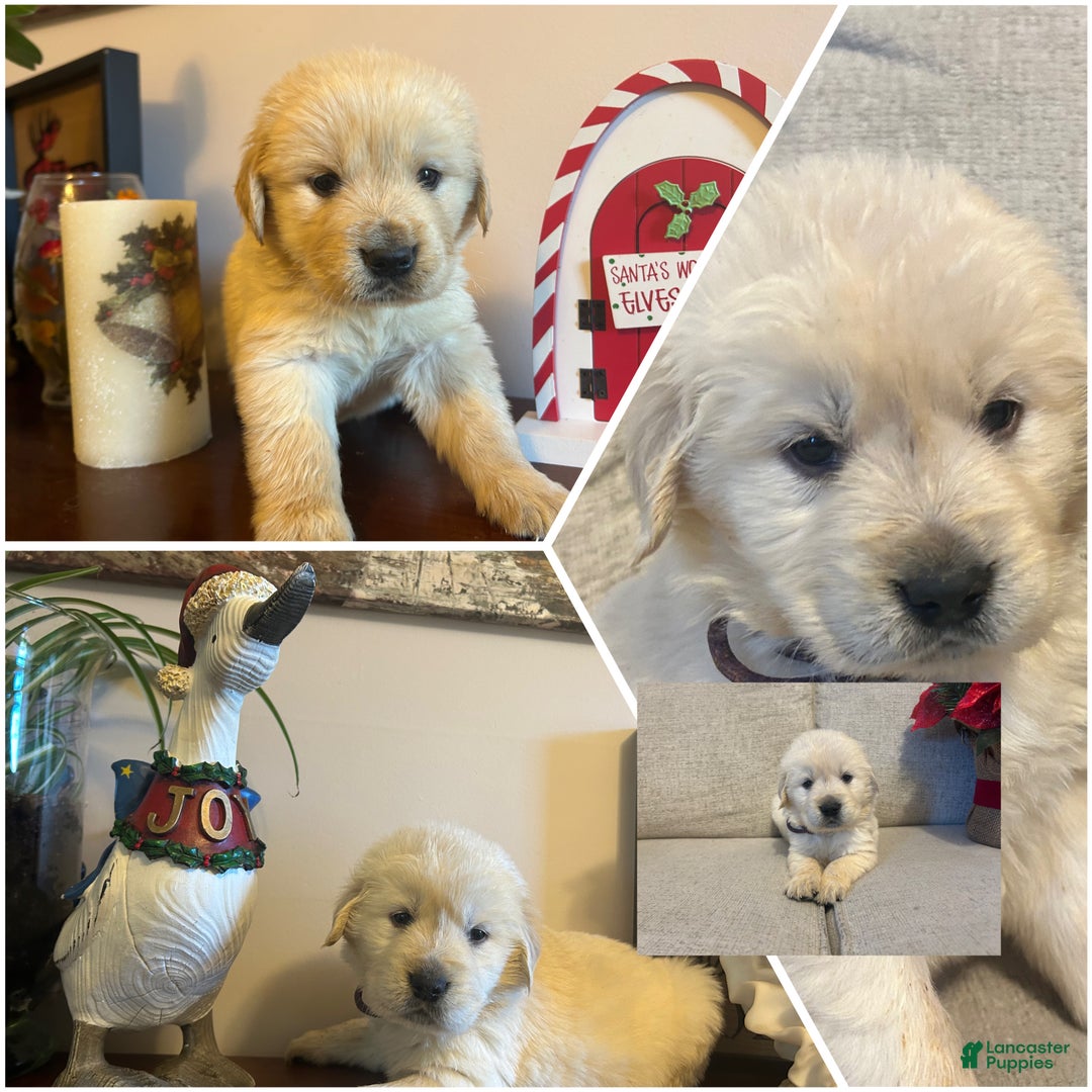 Golden Retriever dogs for sale: Comet - Ad 1