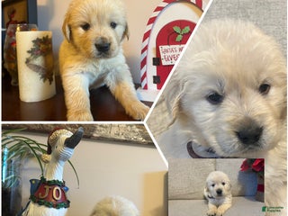 Golden Retriever dogs Comet - Ad 41