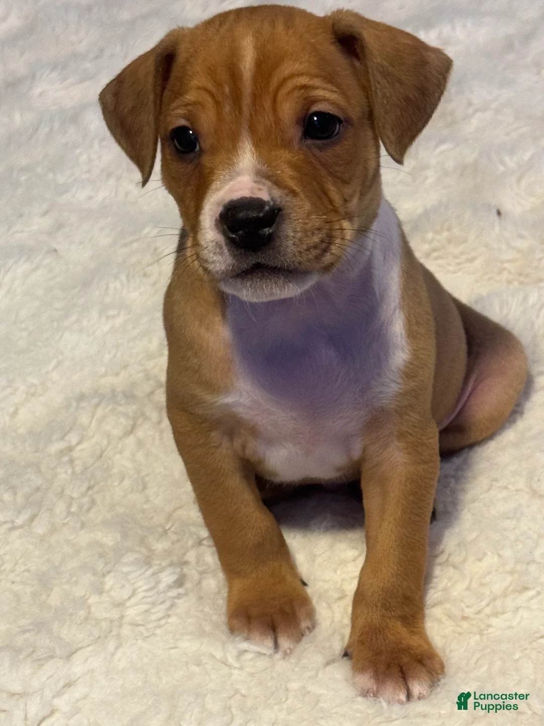 Mixed Breed dogs for sale: Ryder - Ad 1