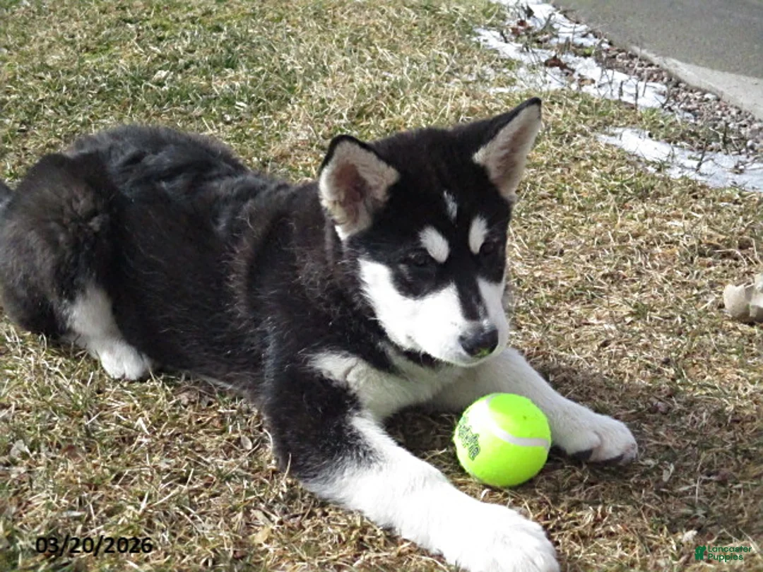 Alaskan Malamute dogs for sale: Shadow - Ad 1