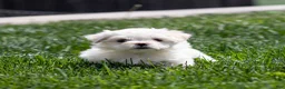 Maltese dogs for sale: Millie Maltese Puppy  - Ad 16
