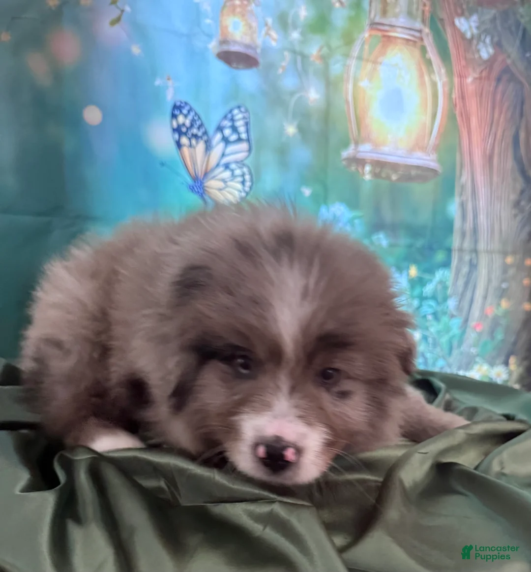 Australian Shepherd dogs for sale: Standard Australian Shepherd Puppy - Lime Green Collar - Ad 1