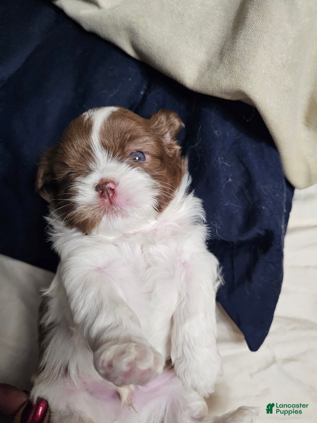 Shih Tzu dogs for sale: Henny - Ad 2