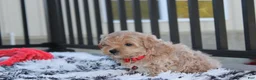 Maltipoo dogs for sale: Kirian  - Ad 3