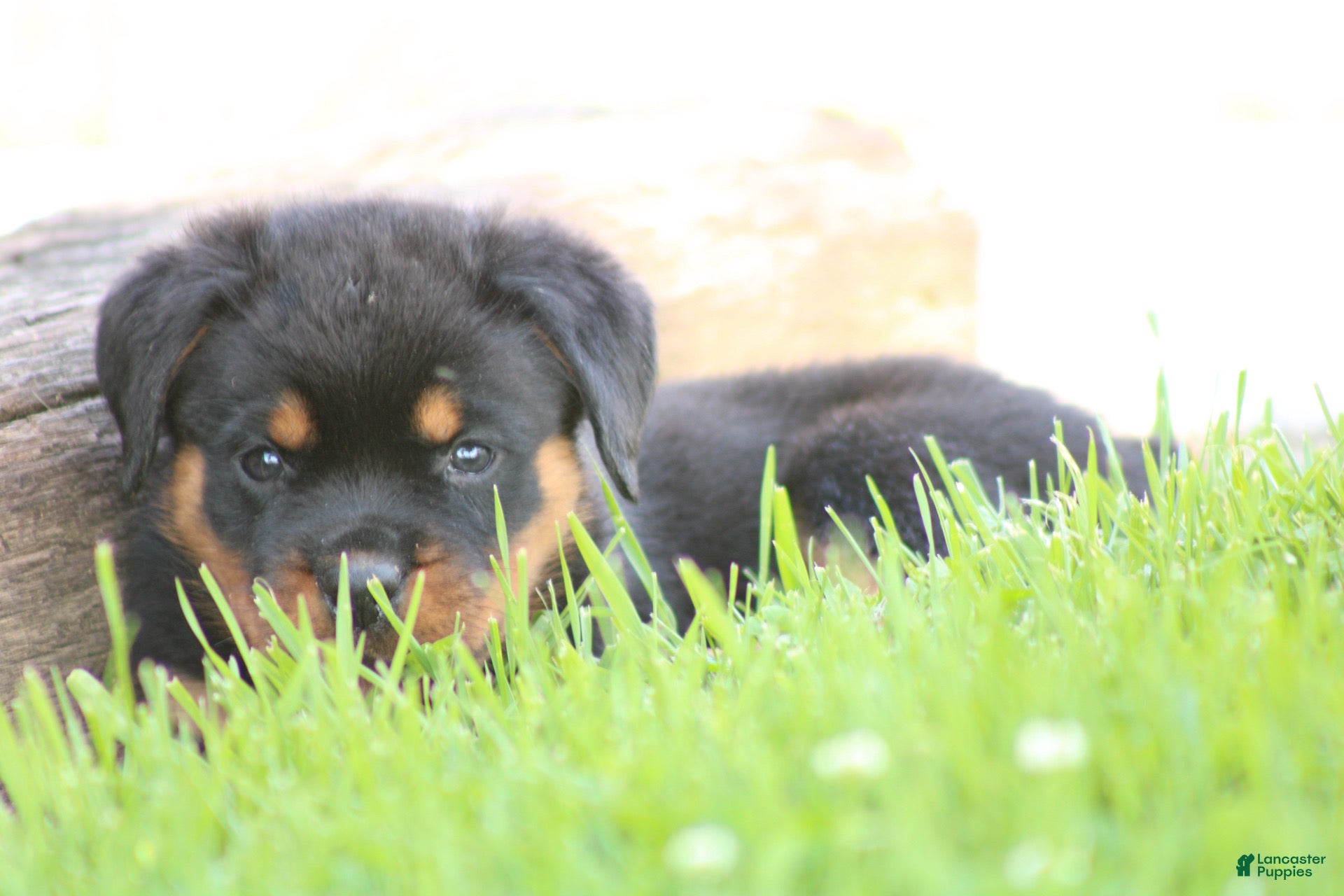 Rottweiler dogs for sale: Davis - Ad 7
