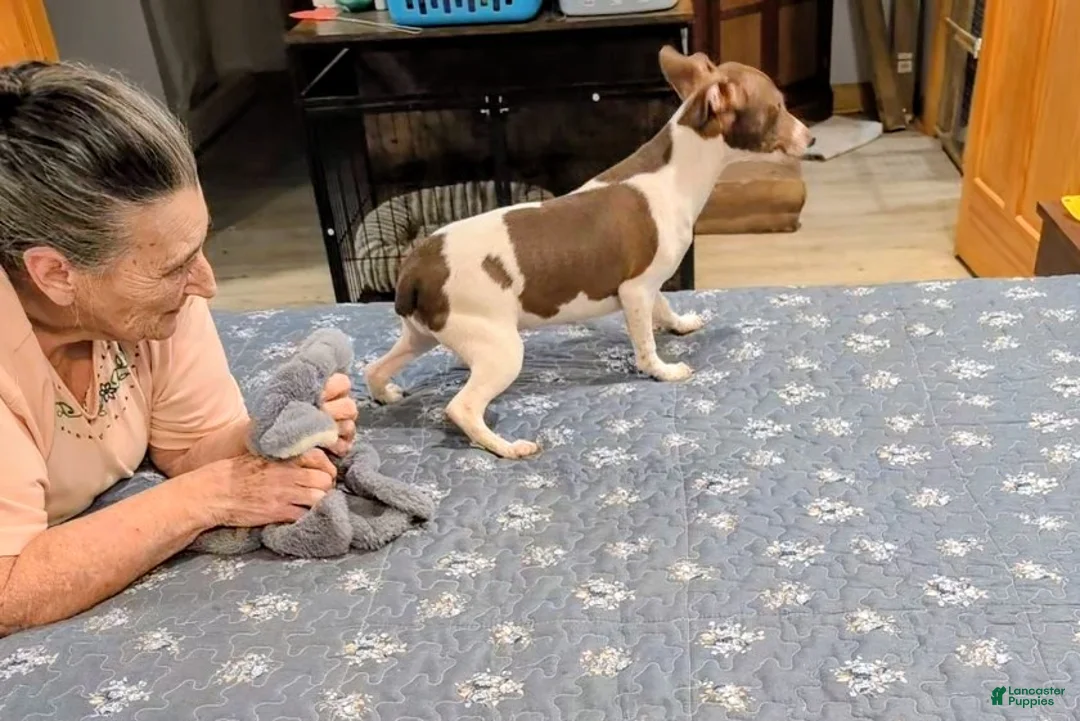 Rat Terrier dogs for sale: *ZIVA* - Ad 2