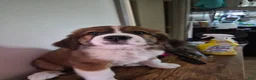 Mixed Breed dogs for sale: Ms Pink 🩷 - Ad 4
