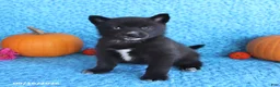 Pomsky dogs for sale: Tilly - Ad 4