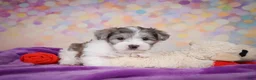 Maltipoo dogs for sale: Woody - Ad 5