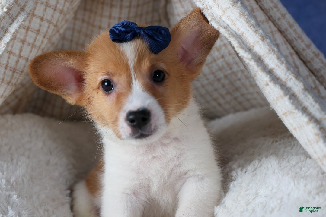 Welsh Corgi Pembroke dogs for sale: Luigi - Ad 5
