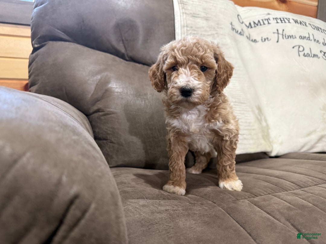 Miniature Poodle dogs for sale: Tucker - Ad 7