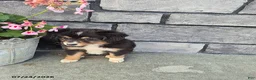 Mini Bernedoodle dogs for sale: Esther - Ad 3