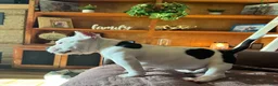 American Bully dogs for sale: MOOSE - Ad 1
