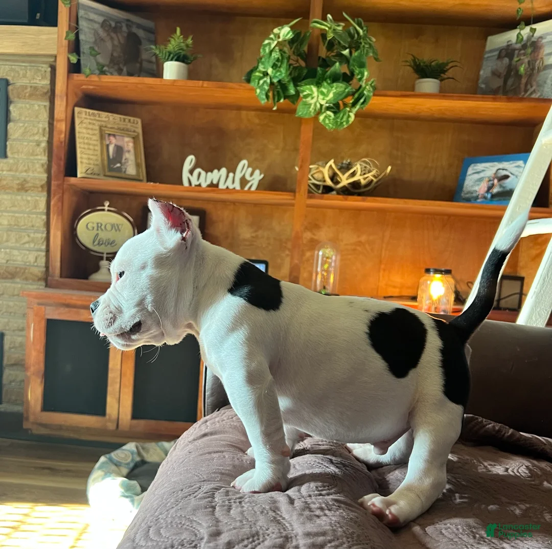 American Bully dogs for sale: MOOSE - Ad 1