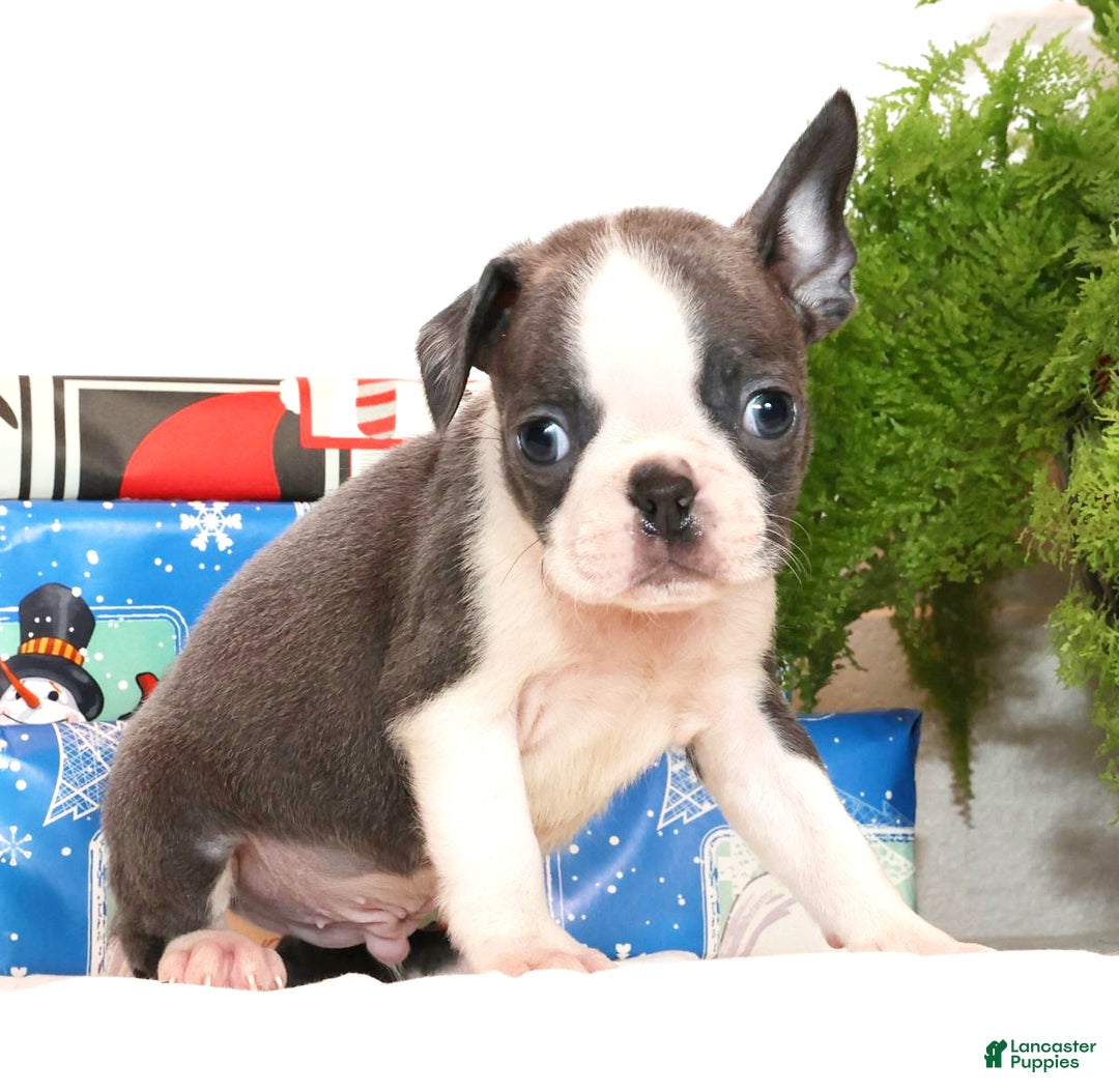 Boston Terrier dogs for sale: Blinker - Ad 5
