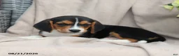 Beagle dogs for sale: Roscoe - Ad 8