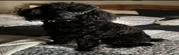 Maltipoo dogs for sale: Maltipoo 3 - Ad 6