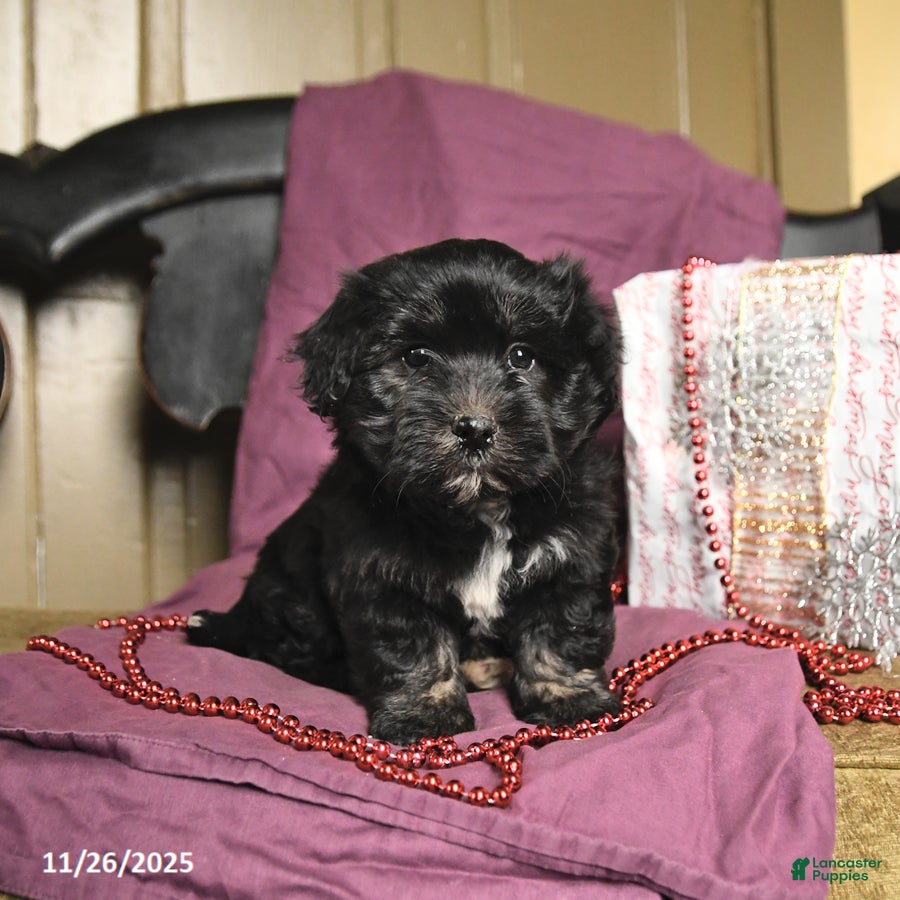 Havanese dogs Crew - Ad 39