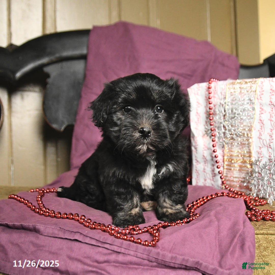 Havanese dogs for sale: Crew - Ad 1