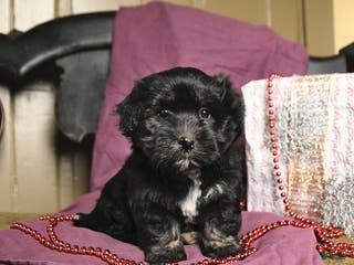 Havanese dogs Crew - Ad 23