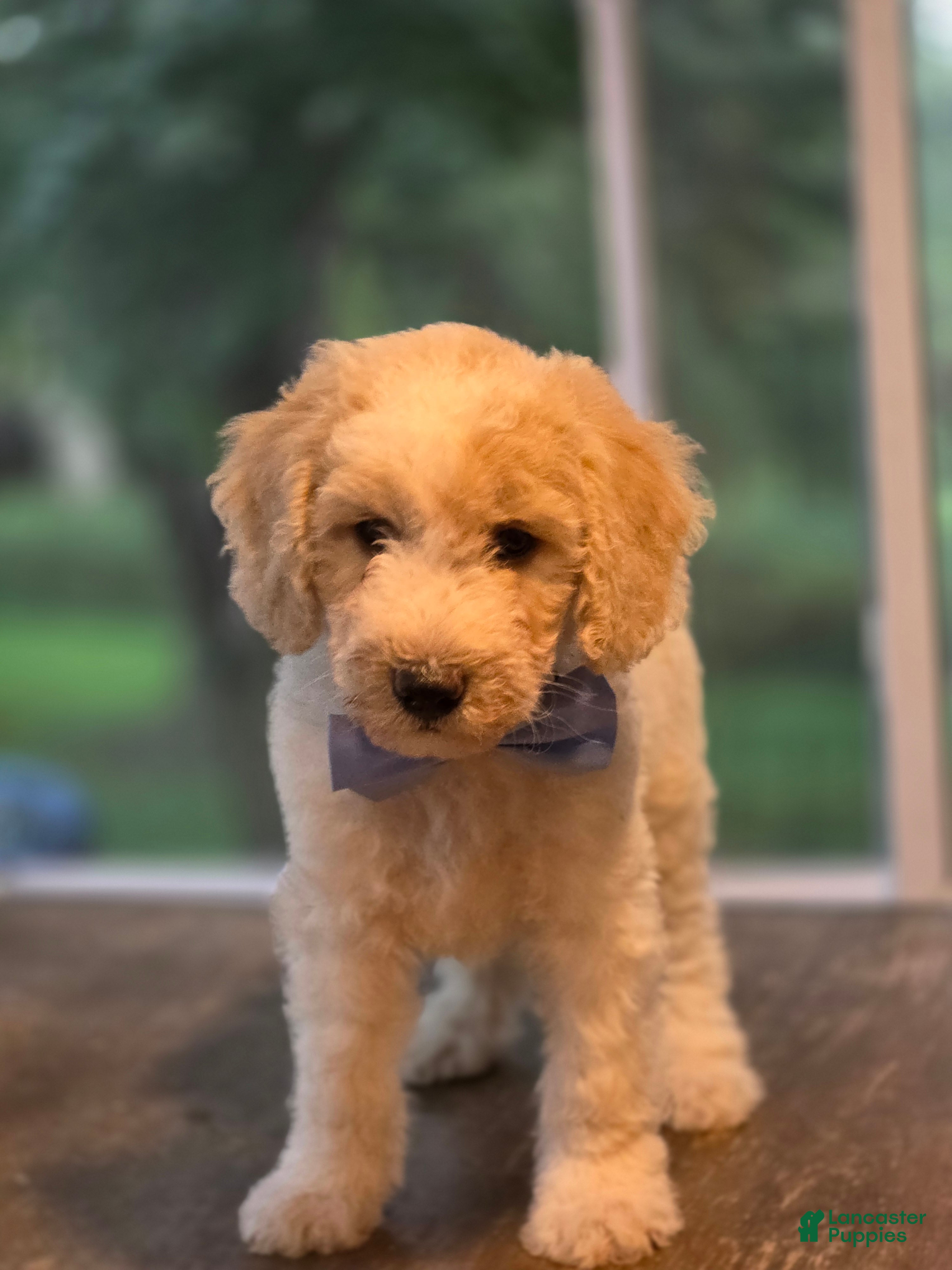 Goldendoodle dogs Goldendoodle 7 - Ad 22