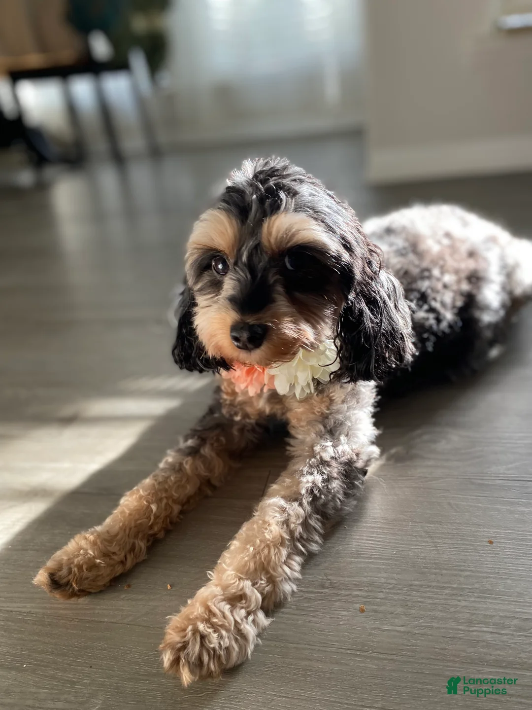 Cavapoo dogs for sale: Cavapoo Puppy 1 - Ad 3