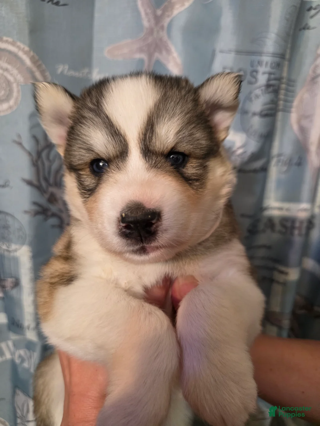 Siberian Husky dogs for sale: Pink - Ad 2