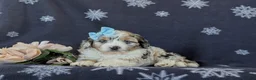 Mini Aussiedoodle dogs for sale: Leeanne - Ad 7