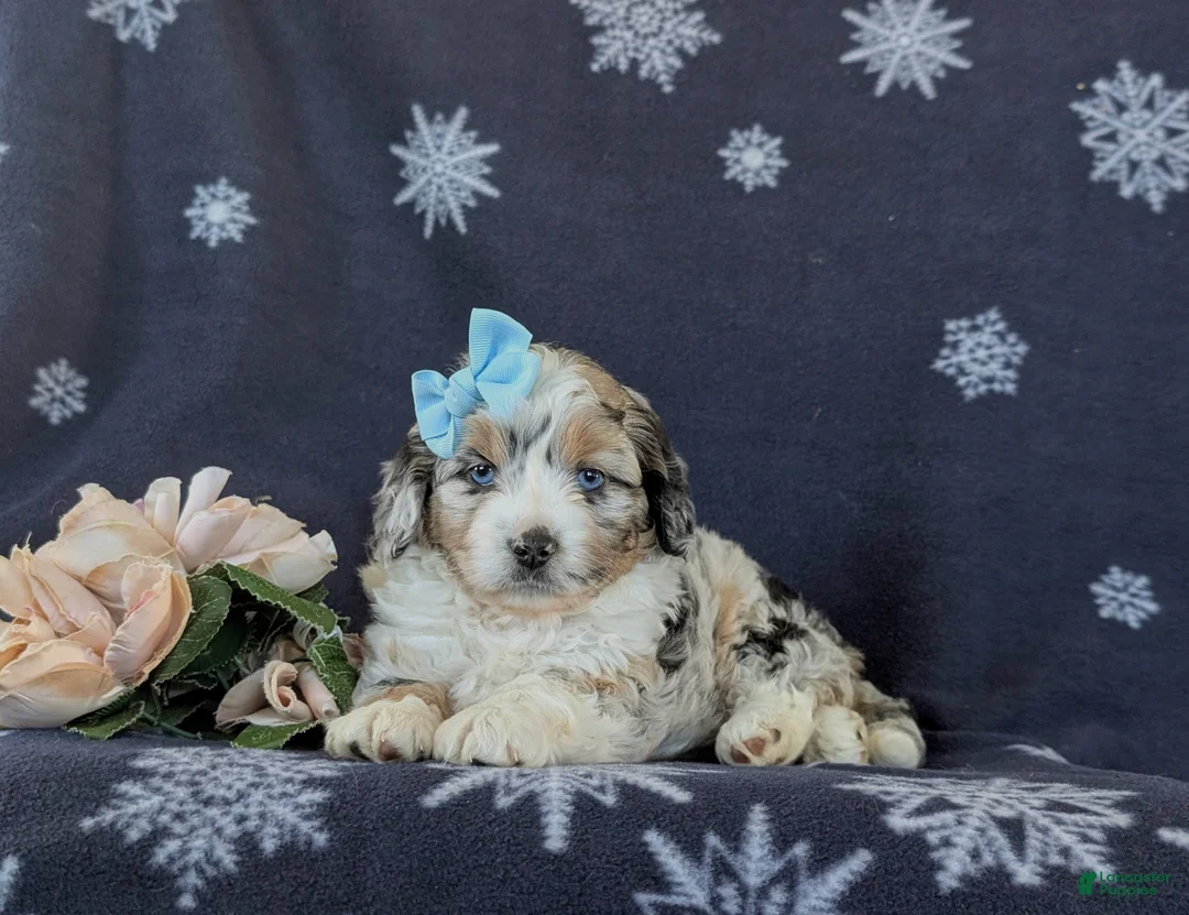 Mini Aussiedoodle dogs for sale: Leeanne - Ad 7