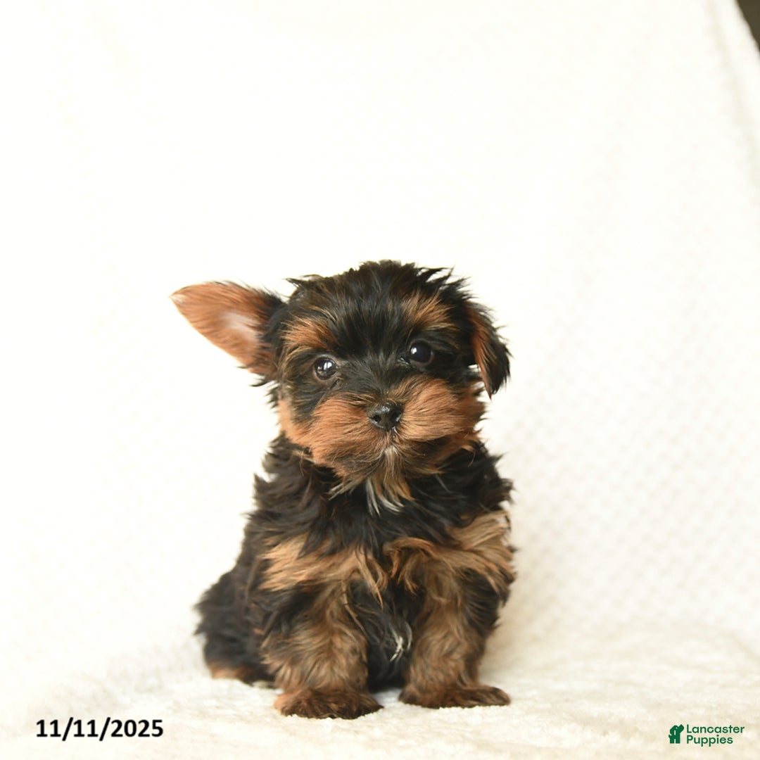 Yorkshire Terrier dogs for sale: Kyler - Ad 1