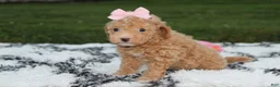 Bichpoo dogs for sale: Kalila  - Ad 11
