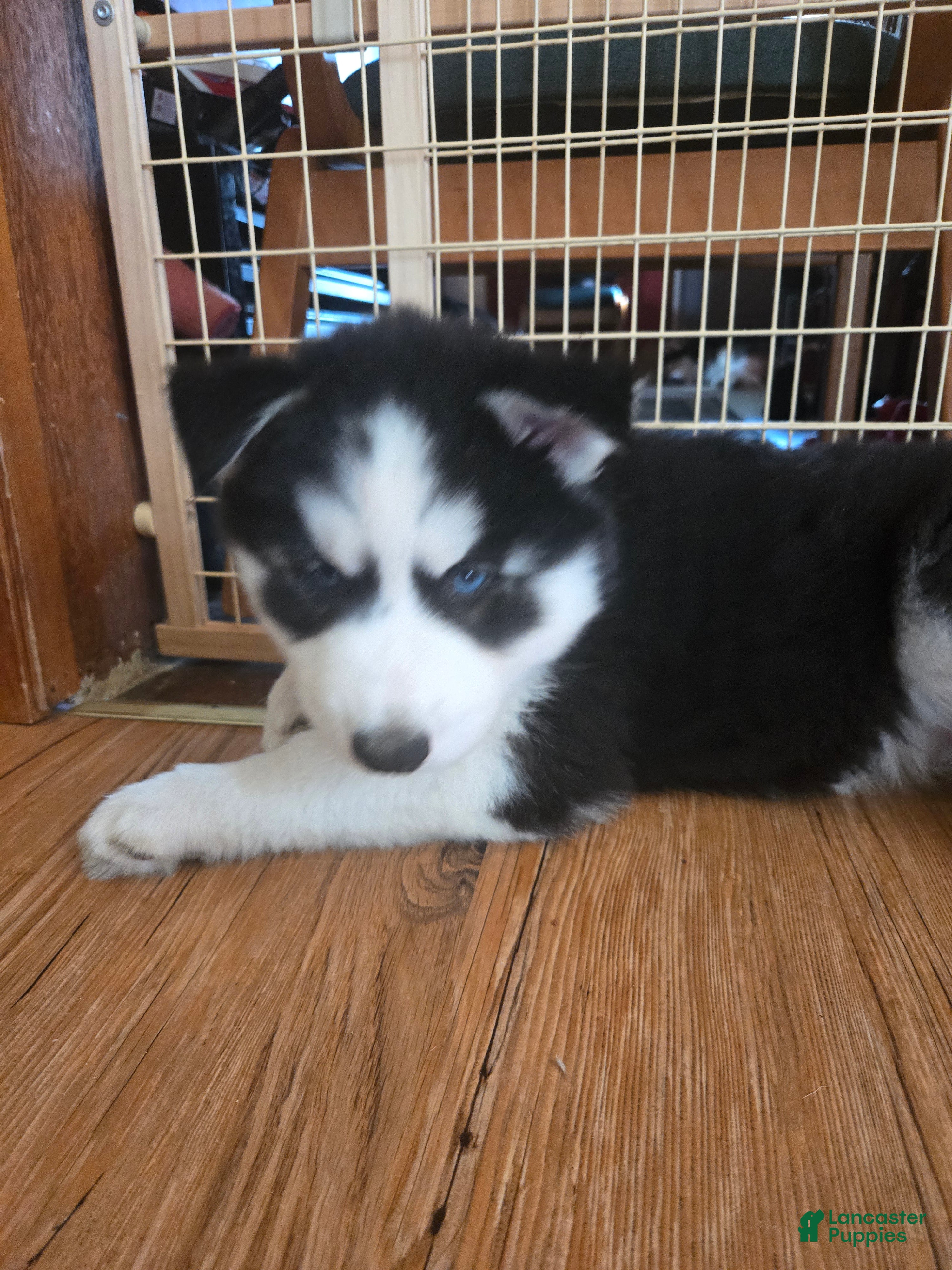 Siberian Husky dogs Freckle - Ad 1