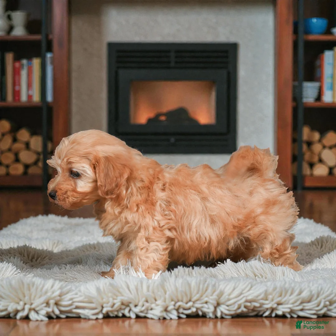 Maltipoo dogs for sale: Finn - Ad 7