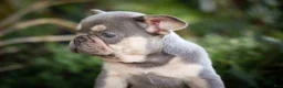 French Bulldog dogs for sale: 🐾 Meet Kingston — A Happy Little Frenchie with Plenty of Love to Give! 🐾 - Ad 11