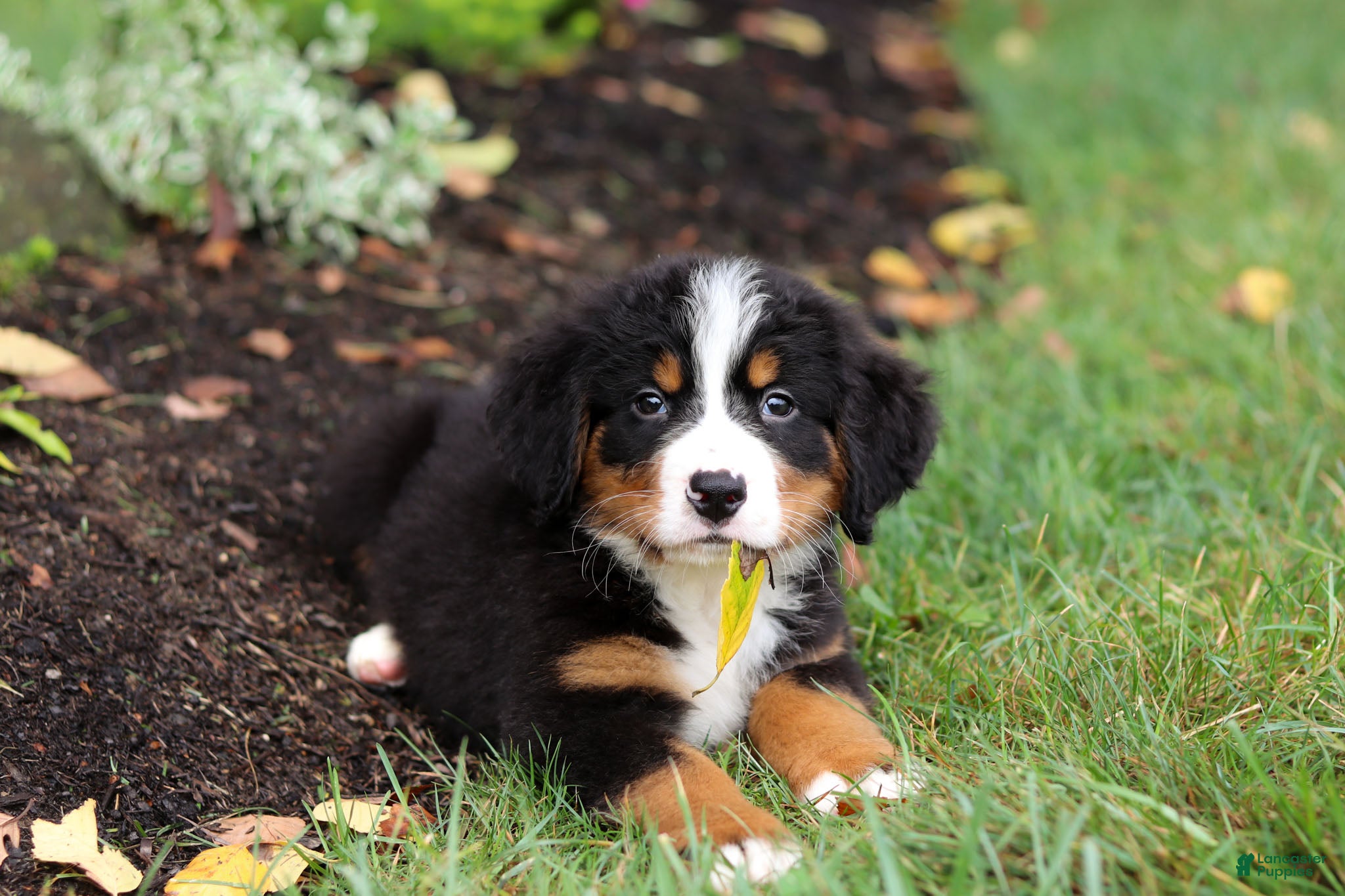 Bernese Mountain Dog dogs Denali - Ad 2