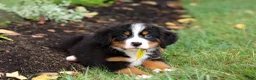 Bernese Mountain Dog dogs for sale: Denali - Ad 2