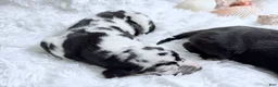 Great Dane dogs for sale: Artemis - Ad 12