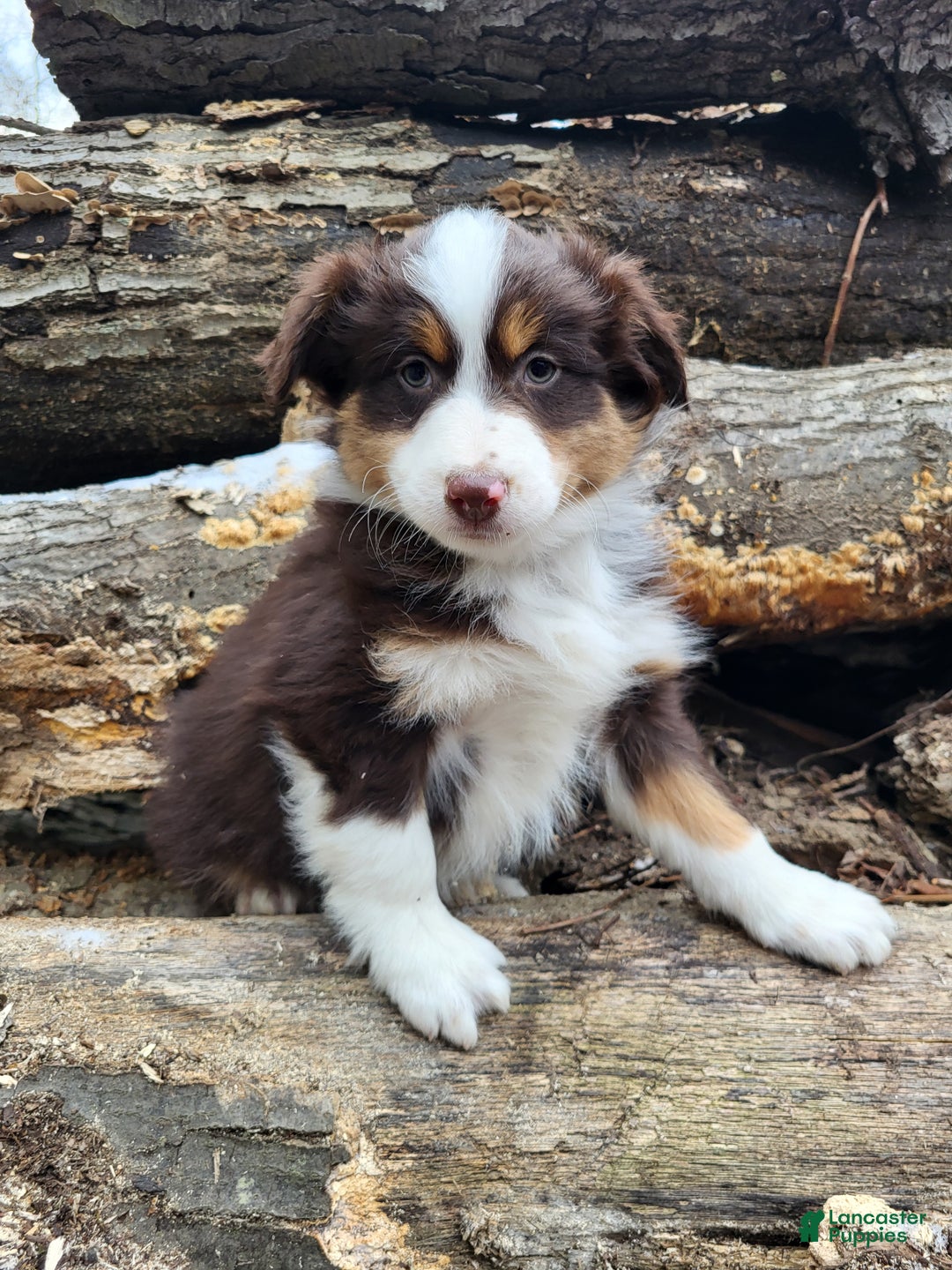 Australian Shepherd dogs for sale: Champ - Ad 4