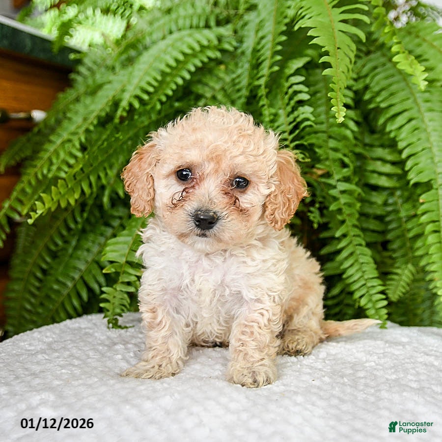 Bichpoo dogs Larrell - Ad 15