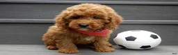 Mini Goldendoodle dogs for sale: Gradie - Ad 2