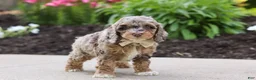Cockapoo dogs for sale: Hudson - Ad 7