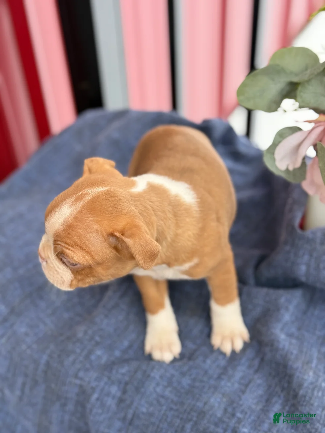 Boston Terrier dogs for sale: Bonny - Ad 4