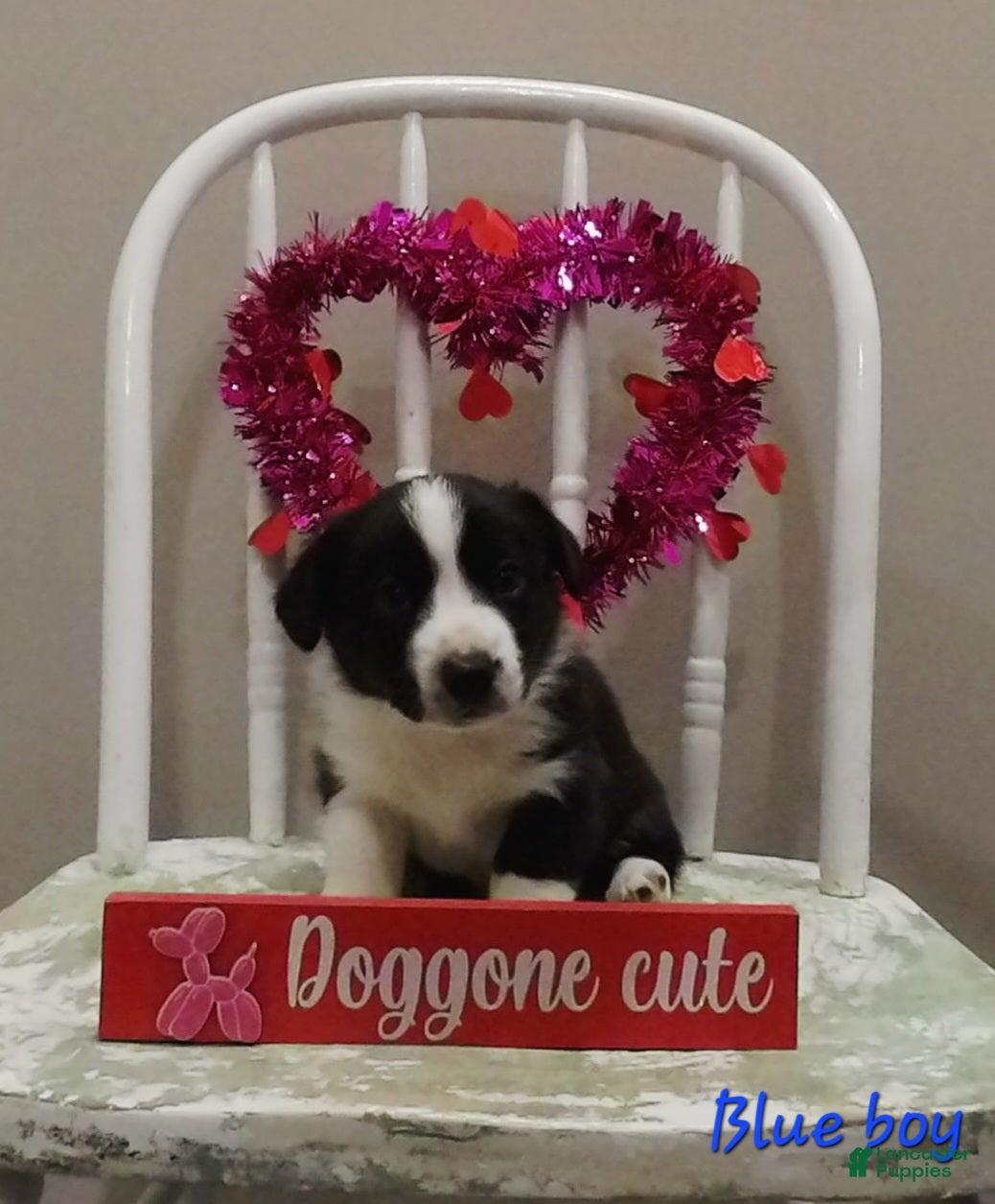 Welsh Corgi Cardigan dogs Welsh Corgi Cardigan Puppy 2 - Ad 1