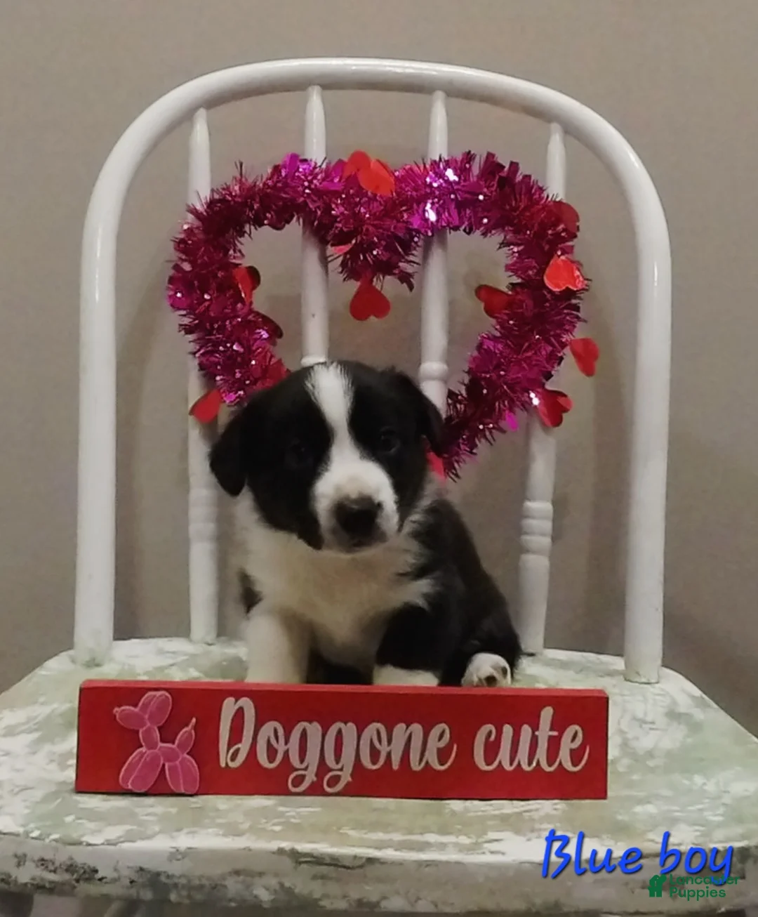 Welsh Corgi Cardigan dogs for sale: Welsh Corgi Cardigan Puppy 2 - Ad 1