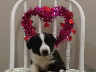 Welsh Corgi Cardigan dogs for sale: Welsh Corgi Cardigan Puppy 2 - Ad 4