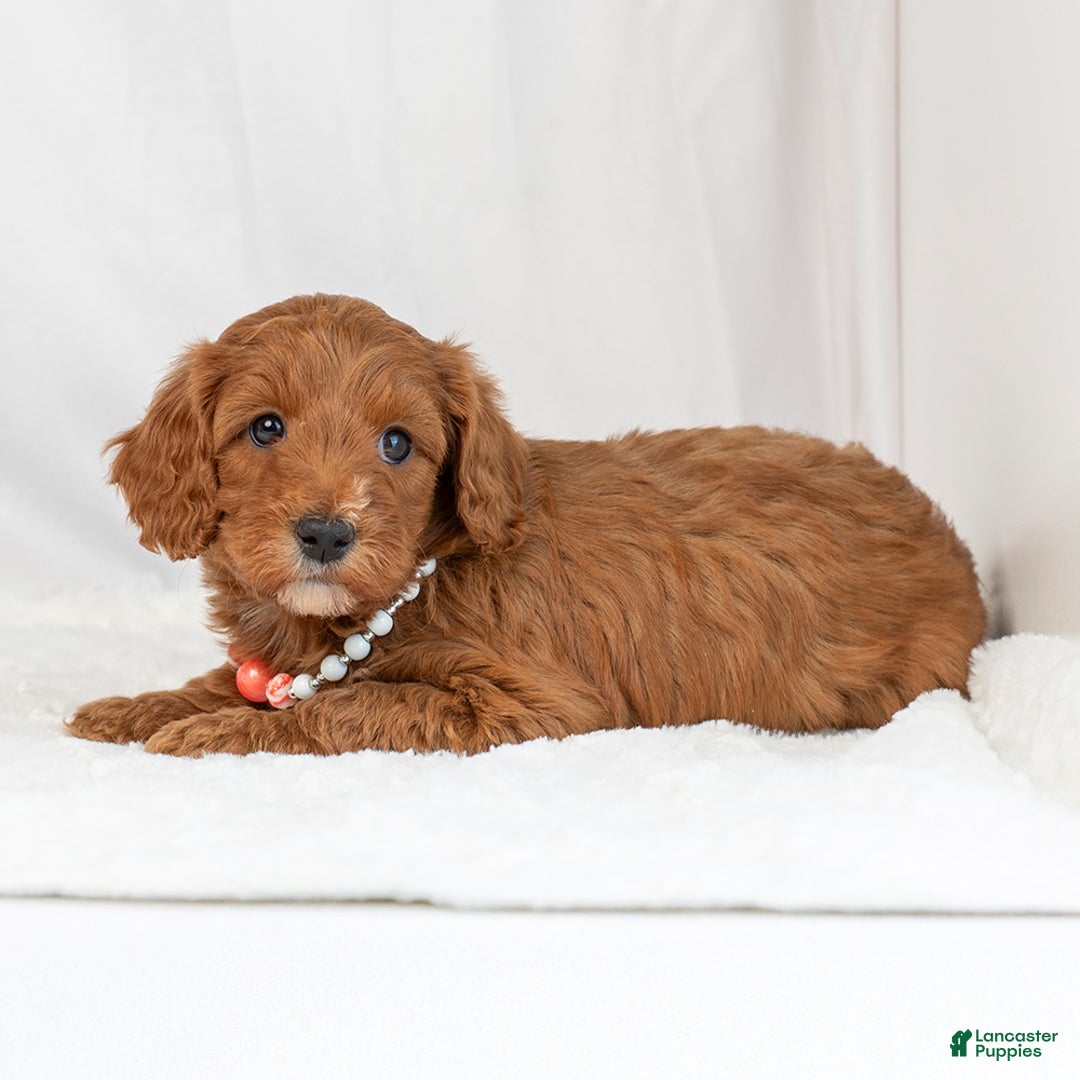 Mini Goldendoodle dogs for sale: Lucy - Ad 3