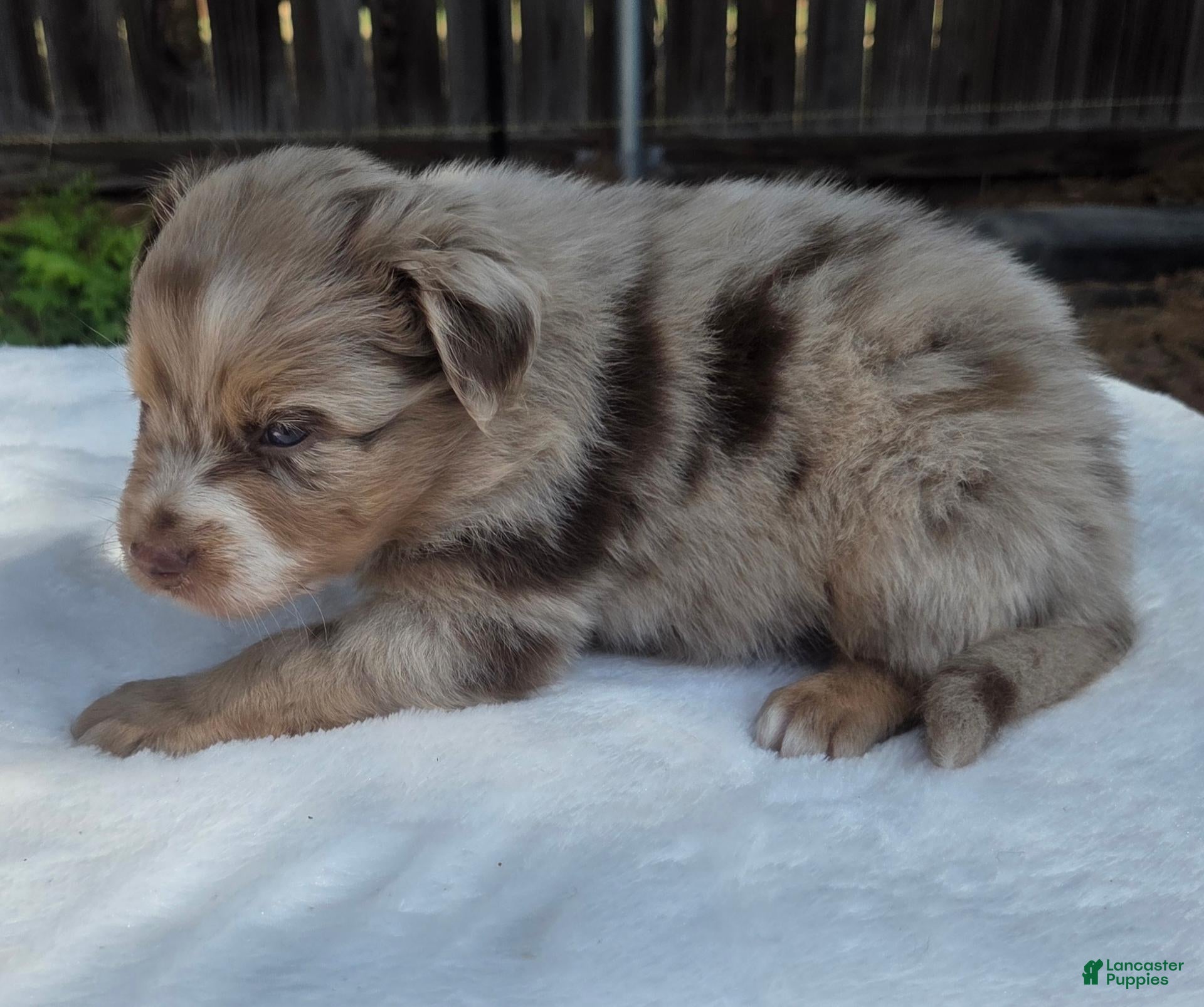 Australian Shepherd dogs Spence - Ad 2
