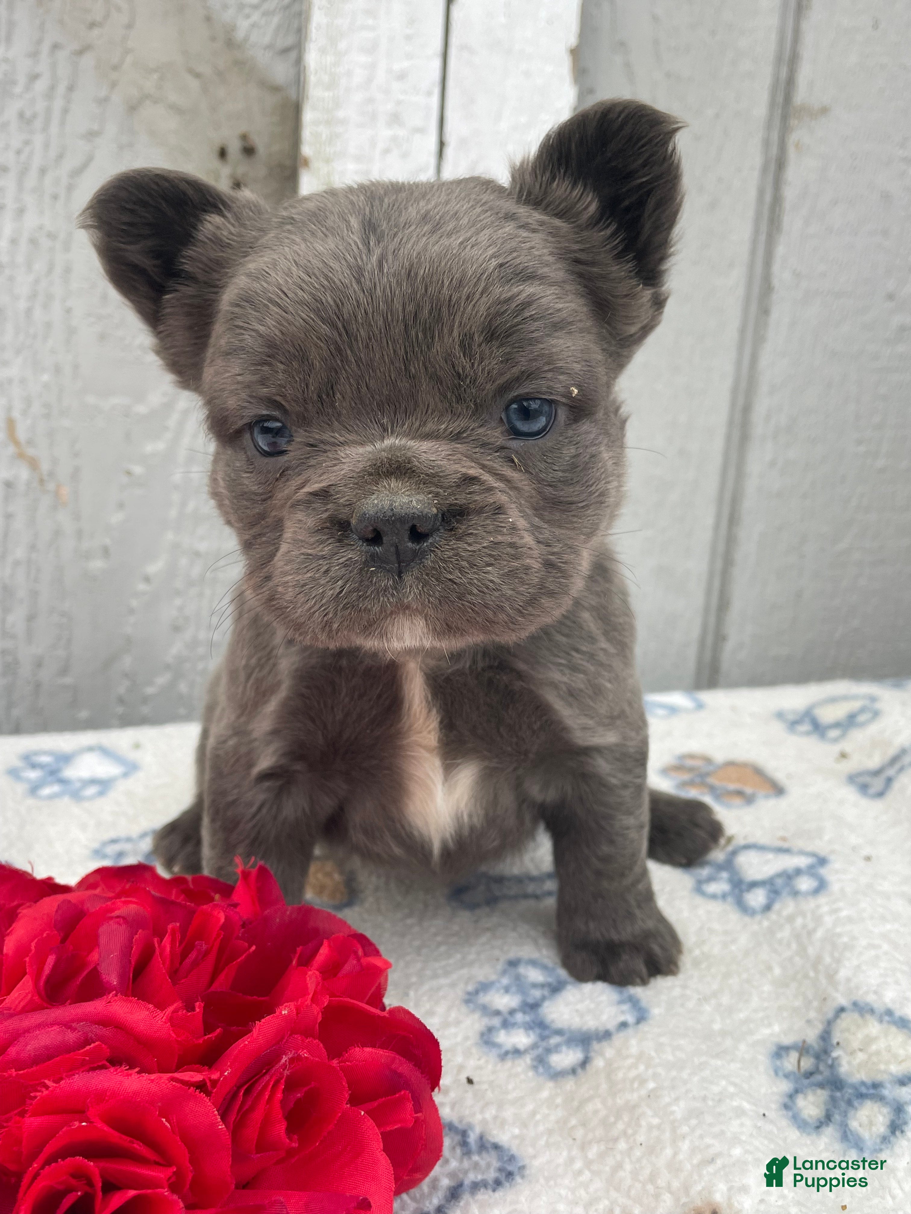French Bulldog dogs Ernie - Ad 7