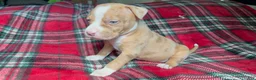 American Bully dogs for sale: American Bully 6 - Ad 5